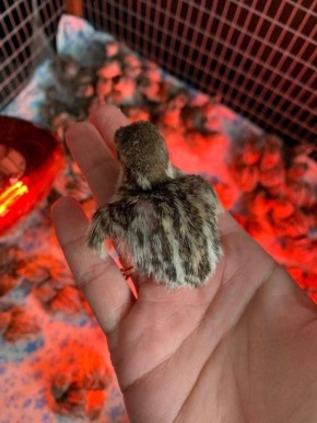 Из нескольких кур во дворе – в собственную ферму на 7 500 голов