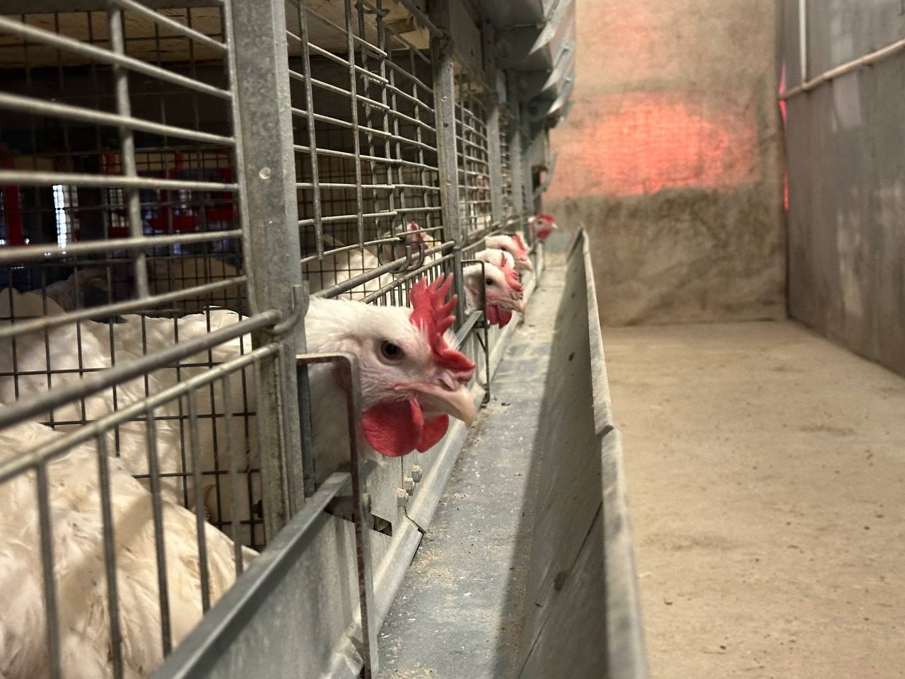 Из нескольких кур во дворе – в собственную ферму на 7 500 голов Из нескольких кур во дворе – в собственную ферму на 7 500 голов