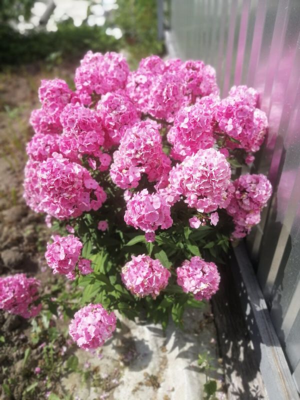 Флоксы — яркие акценты летнего сада: разнообразие и красота