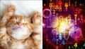 Кошачья астрология: какую породу выбрать по месяцу рождения