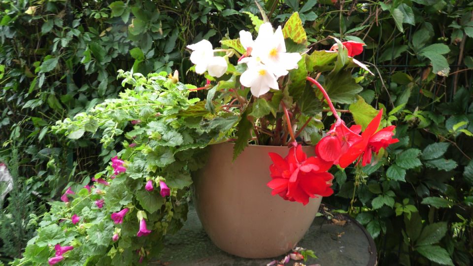 Зимнее достойное содержание клубневой бегонии