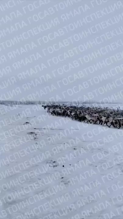 Редкие кадры от наших коллег с Ямала, где начался сезонный перегон оленей на зимние пастбища