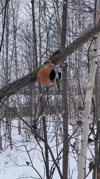 12 ноября - Синичкин день!