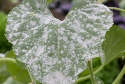 Болезни огурцов в разгаре лета: как спасти урожай