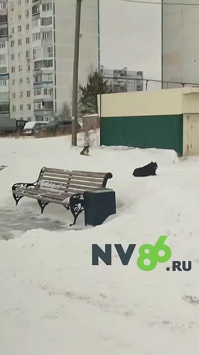 �������, ������� ��������� �� �����, �� ����� ������