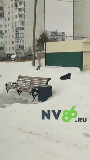 Собачки, которые бросаются на людей, на своих местах