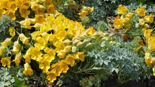 Тропеолум: яркое украшение вашего сада и ценное растение для здоровья