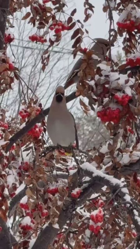 ����� ���. �����-���������� ���������� �����