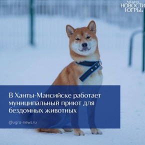 В столице Югры продолжает работу комплексный центр по обслуживанию бездомных животных