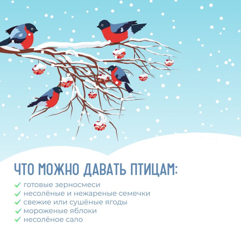 Как помочь птицам с наступлением холодов?