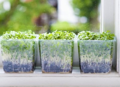 Контейнерное садоводство: секреты успешного зеленого уголка на балконе