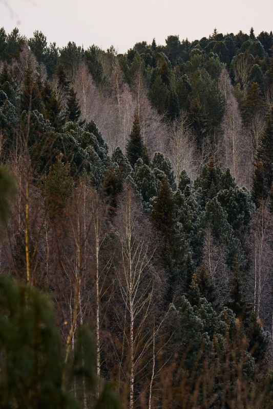 Доброе утро, Югра!. Иногда достаточно просто оглянуться, чтобы увидеть, как прекрасен привычный мир вокруг Автор снимков — фотограф Ирина Лаптева