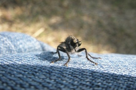 Как избавиться от назойливых плодовых мушек: поможет лайфхак ушлых хозяек