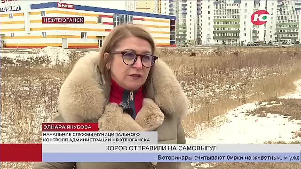 В Нефтеюганске отправили коров на самовыгул