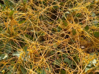 Как повилика угрожает вашим растениям и как с ней бороться