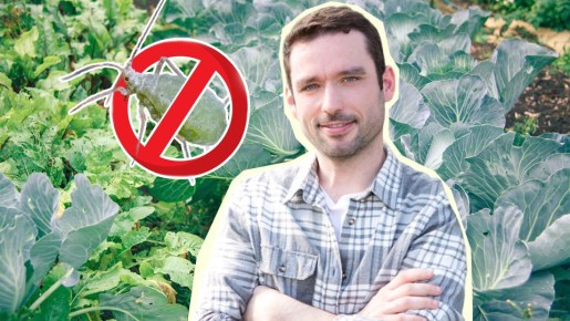 Тля больше не сунется к вашей капусте: вот чем нужно обработать листья