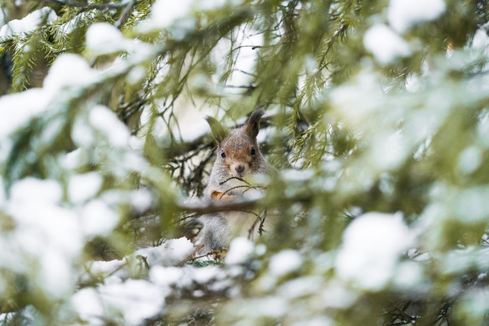 Доброе утро, Югра!. Свежий морозный воздух бодрит не хуже чашки кофе