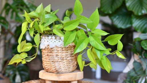 Сделайте несложную процедуру, а потом заносите цветы с балкона: речь не о подкормке