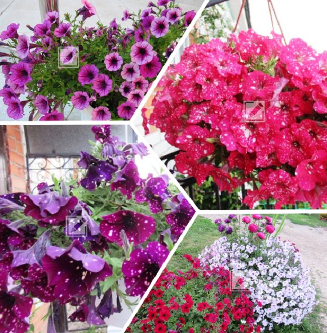 Как добиться пышного цветения петуний: уникальные советы и секреты ухода