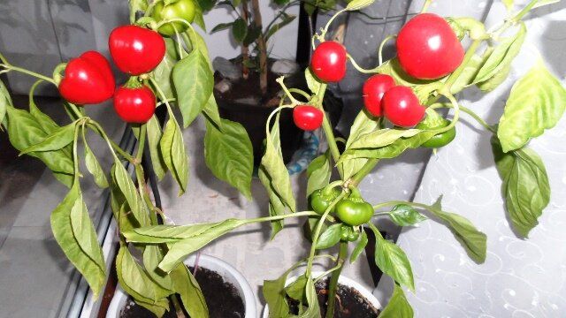 Как вырастить сладкий перец на подоконнике: секреты успешного ухода