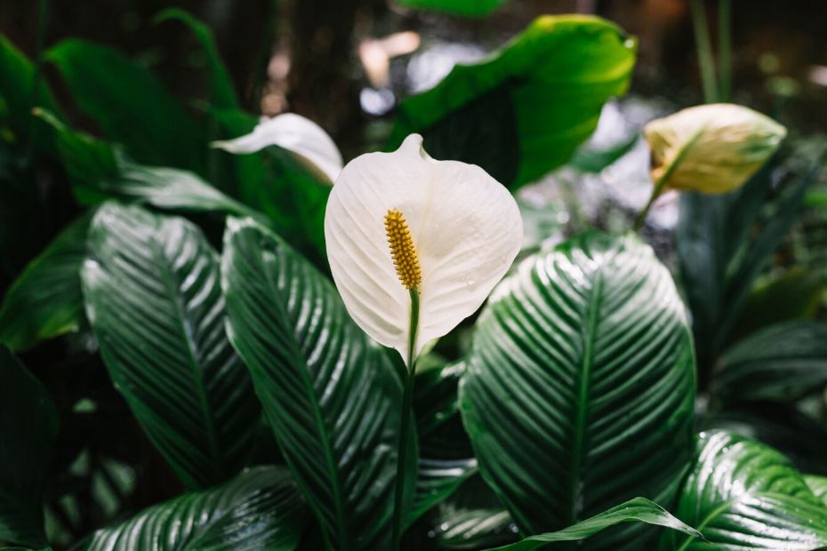 Почему ваш спатифиллум не цветет: 5 распространенных ошибок и пути к успеху