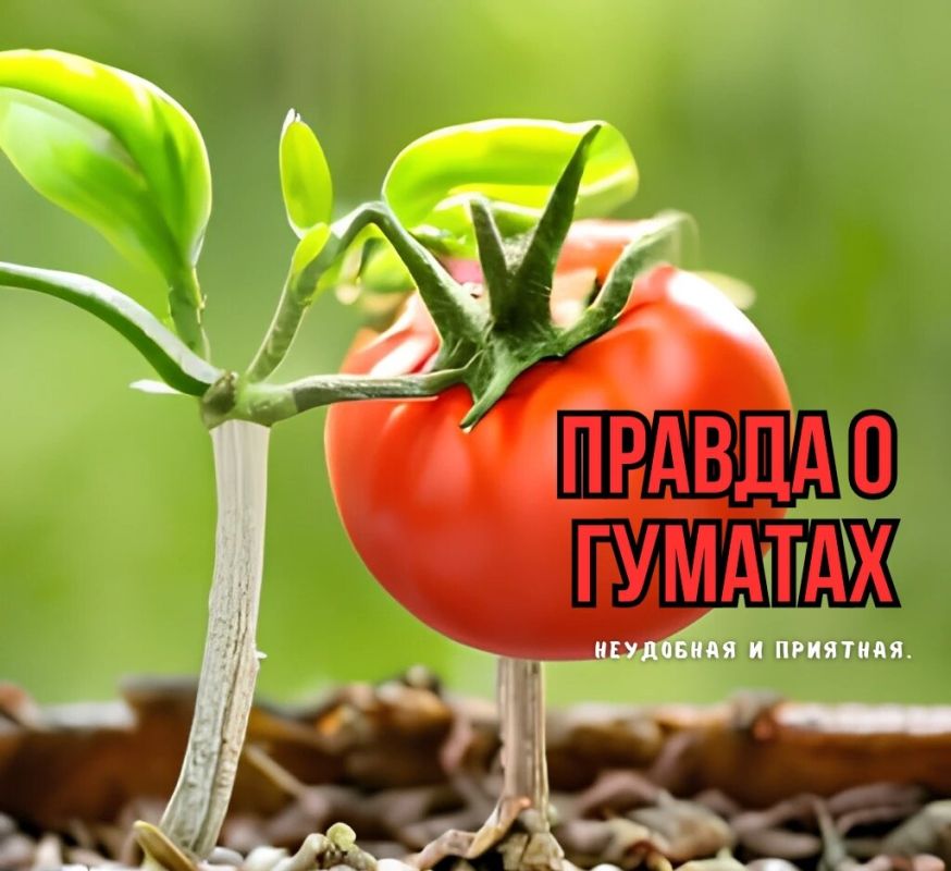 Гуматы: проверенные факты о замачивании семян и подкормках для рассады