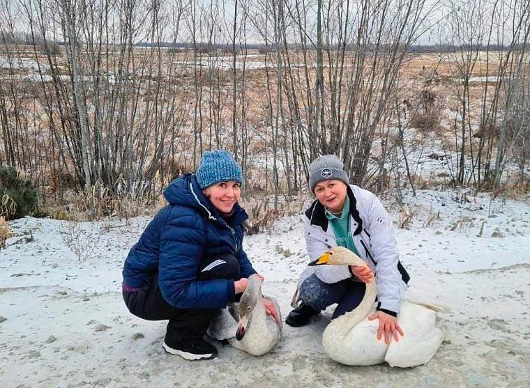 В этом теплом сезоне волонтеры и нефтяники изъяли из дикой природы восемь раненых лебедей