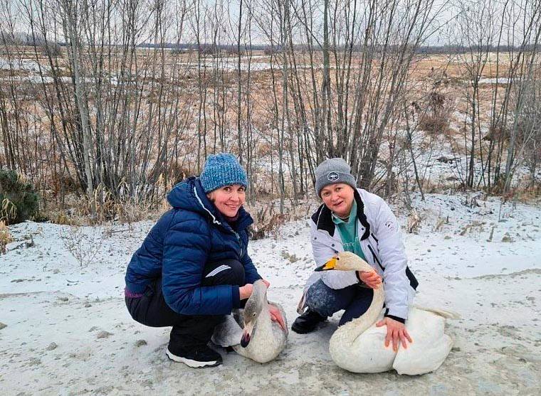 В этом теплом сезоне волонтеры и нефтяники изъяли из дикой природы восемь раненых лебедей