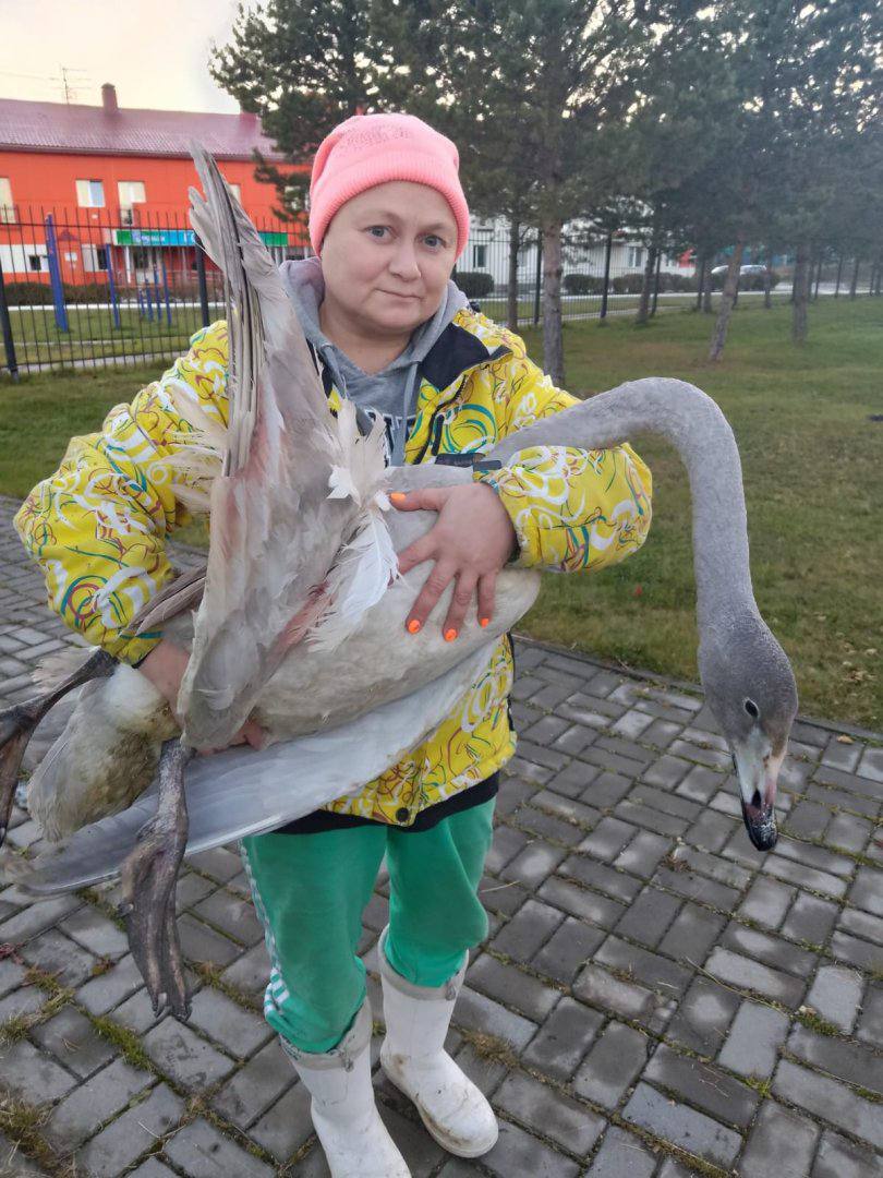 В этом теплом сезоне волонтеры и нефтяники изъяли из дикой природы восемь раненых лебедей В этом теплом сезоне волонтеры и нефтяники изъяли из дикой природы восемь раненых лебедей