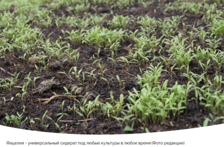 Сидераты: как побороть сорняки и улучшить почву