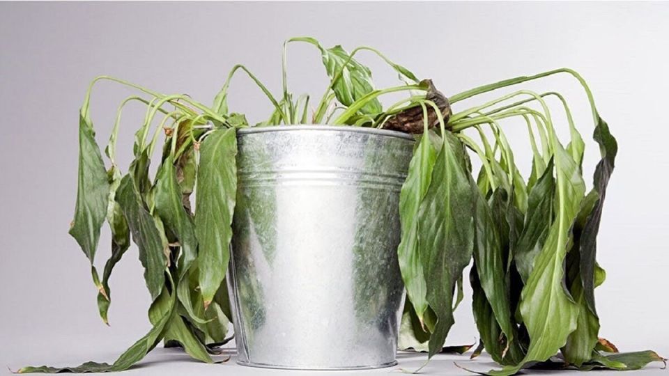 Три ключа к успешной адаптации растений после пересадки