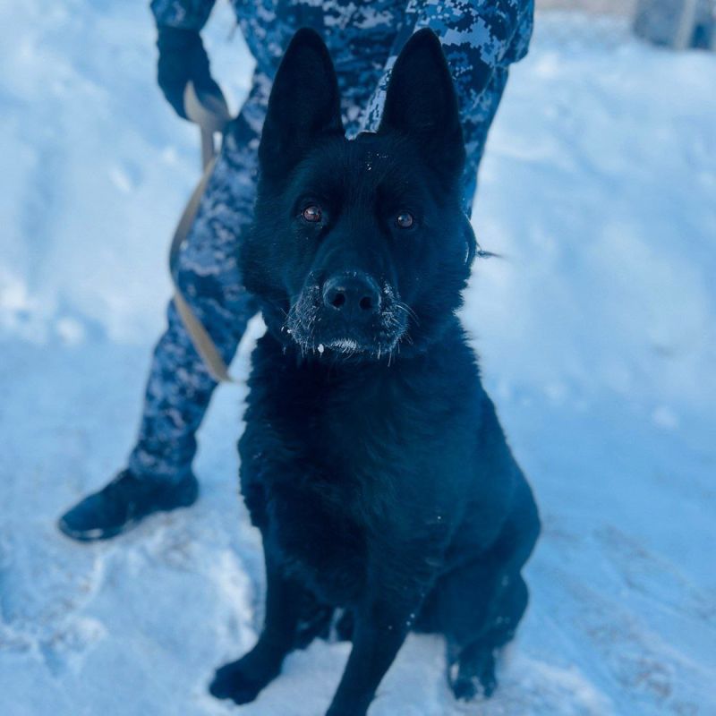 В Нефтеюганске полицейские ищут добрых хозяев служебным собакам-пенсионерам