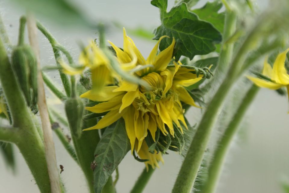 Махровые цветы на томатах: что о них стоит знать садоводам?