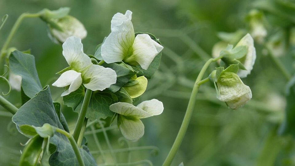 Как выбрать идеальный сорт гороха для вашего огорода