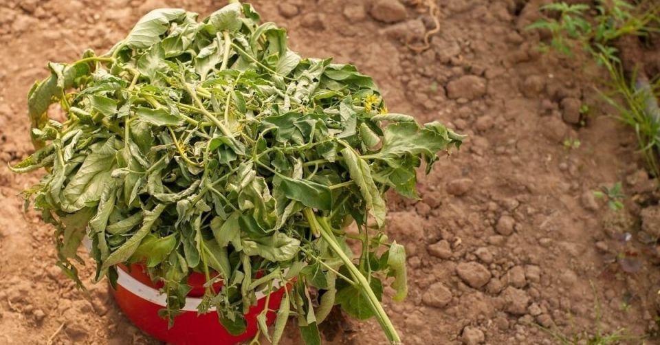 Секреты переработки томатной ботвы: от угрозы к полезному удобрению