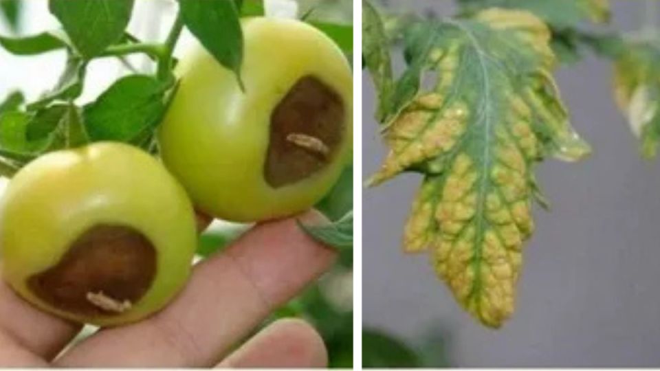 Как создать натуральное удобрение из яичной скорлупы