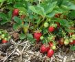 Как подготовить землянику к зиме: секреты успешного ухода