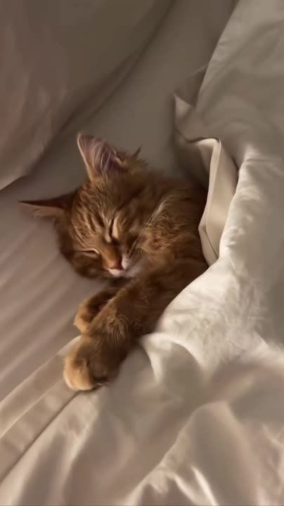 Главное желание утра — навсегда остаться под одеялом