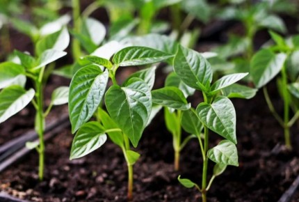 Как вернуть рассадами силу: секреты успешного роста