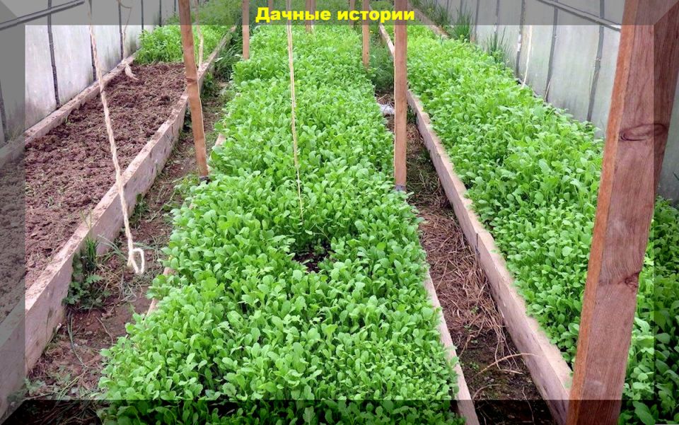 Секреты зимнего использования теплицы: как вырастить ранний урожай и сохранить теплоту грунта