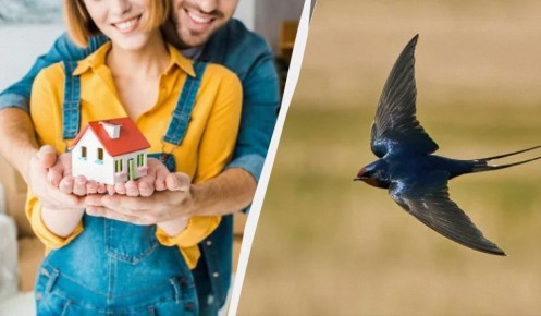 Тайны ласточки: что значит гнездо рядом с домом?
