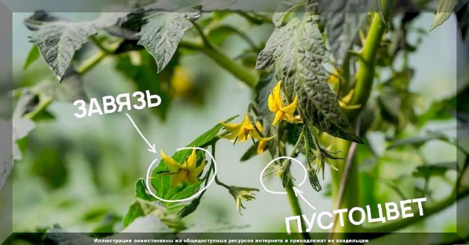 Забота о томатах в августе: как максимизировать урожай и предотвратить болезни