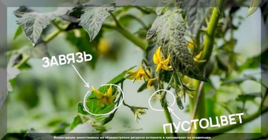 Забота о томатах в августе: как максимизировать урожай и предотвратить болезни