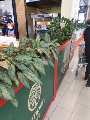 Торговые центры меняются: живые растения вместо искусственных – тренд, который покоряет пространство