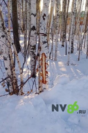 Вартовчане жаждут возмездия за уничтоженные деревья