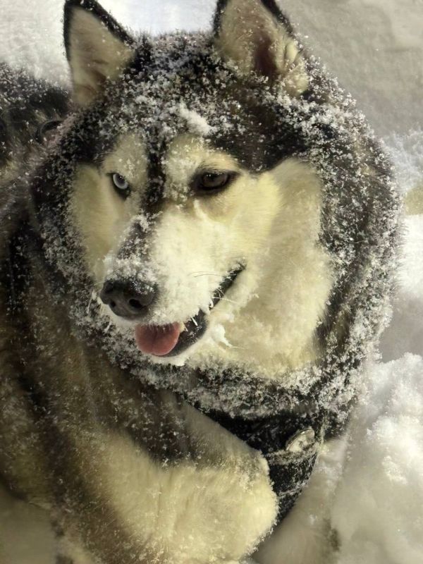 ������������� ������������� � �������� ����������� ����� �������� ���