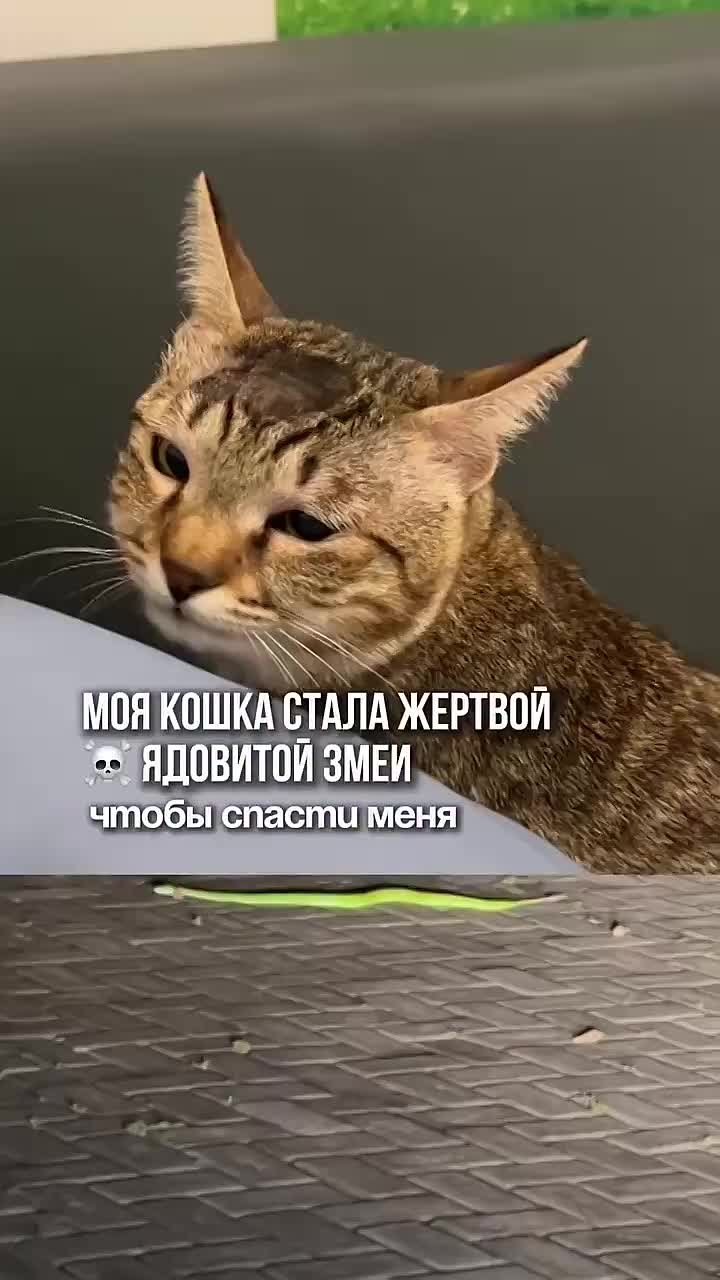 Кошка спасла семью от ядовитой гадюки на Бали