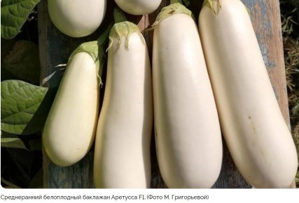 Лучшие гибриды баклажанов для Сибири: секреты успешного урожая