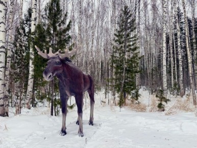 В Ягоме стало больше развлечений