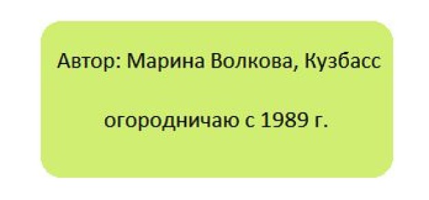 Необычный томат: Монгольский карлик покоряет огороды